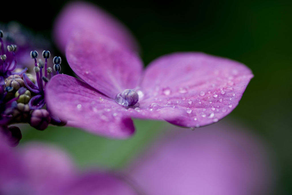 紫陽花日和