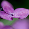 紫陽花日和