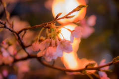 福山城二の丸の夜桜