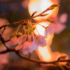 福山城二の丸の夜桜