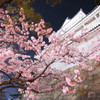 福山城伏見櫓の夜桜