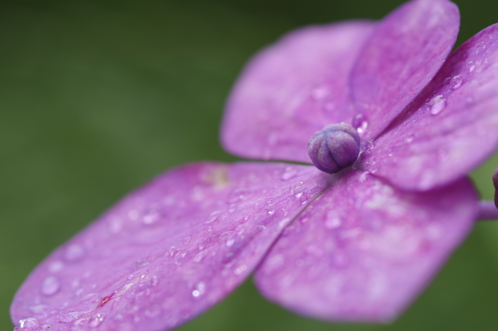 雨に佇む