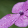 雨に佇む