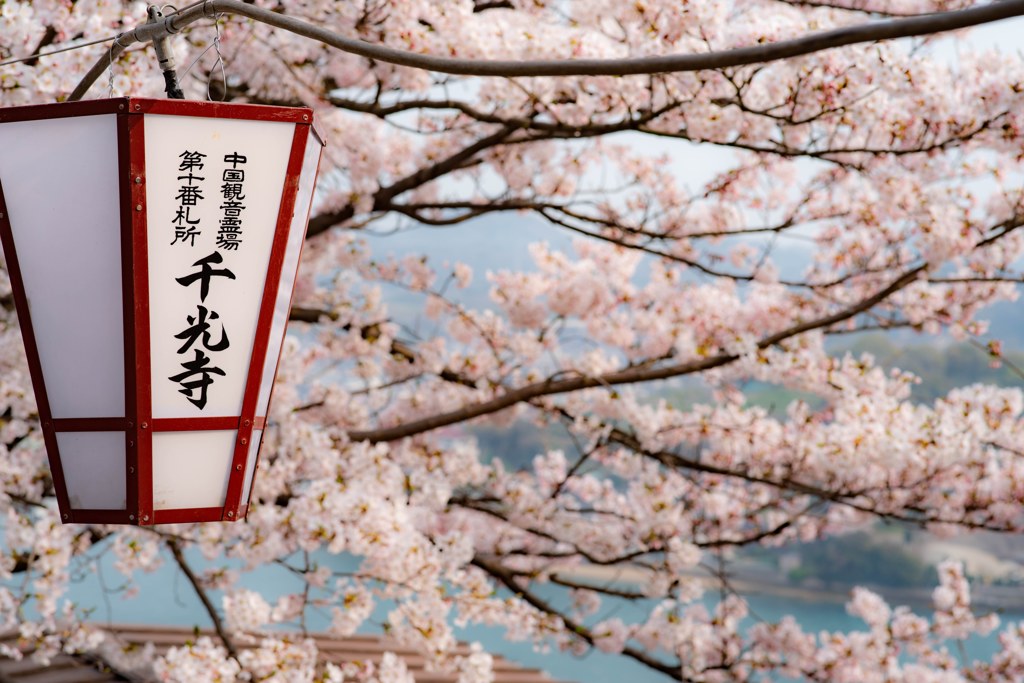 春の千光寺