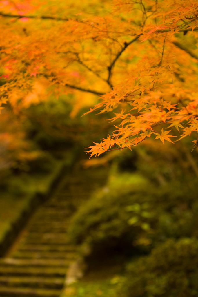 黄色い三景園