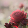 心に咲く花