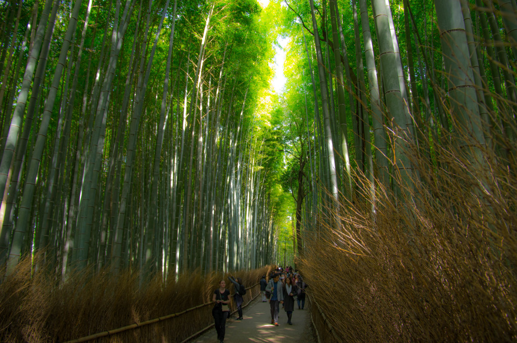 嵯峨野竹林