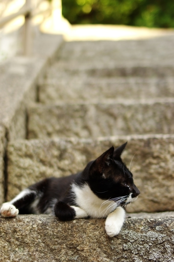 鞆の猫たち4