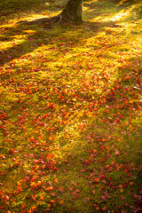 落ちた紅葉に陽が落ちる