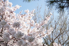 桜満開