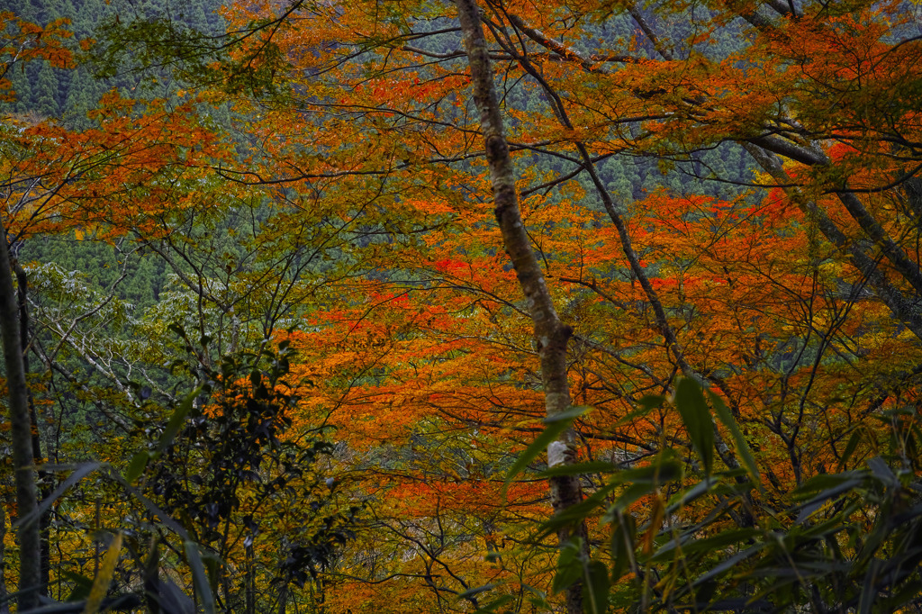 SDIM1653dp2