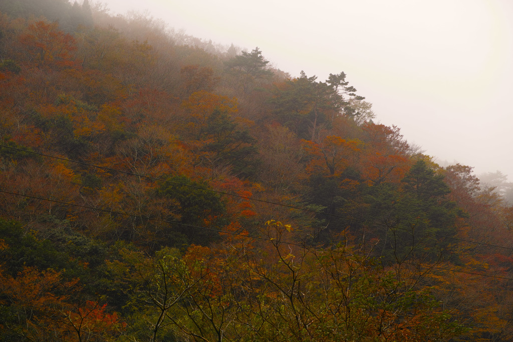 SDIM1780