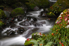 紅葉落つ渓流
