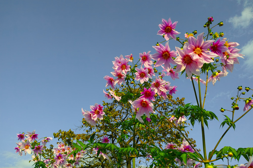 咲く花 DP1-3