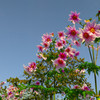 咲く花 DP1-3
