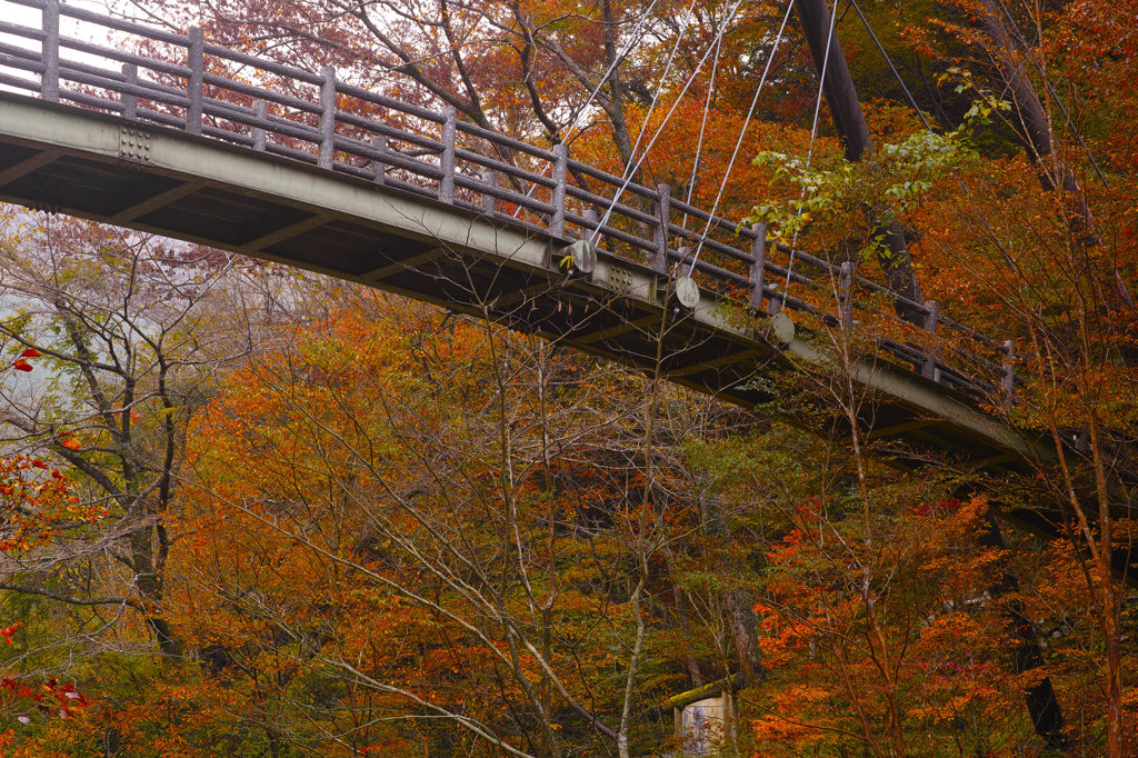 SDIM1730dp3