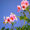 咲く花3