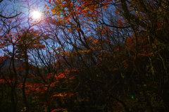 SDIM1795