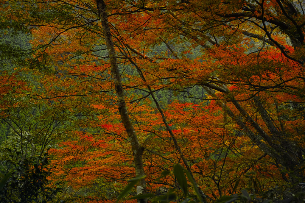 SDIM1649dp2