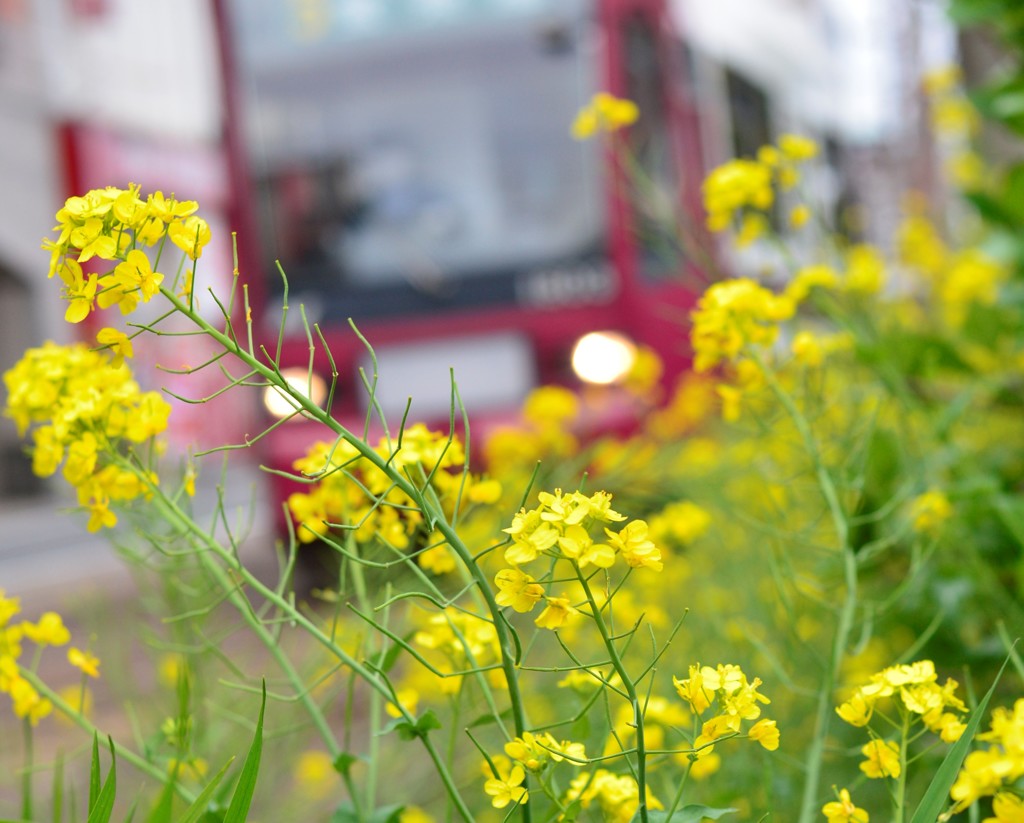 路面電車と菜の花２