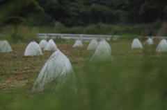 field
