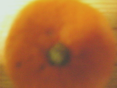 orange in your eyes orange in your eyes