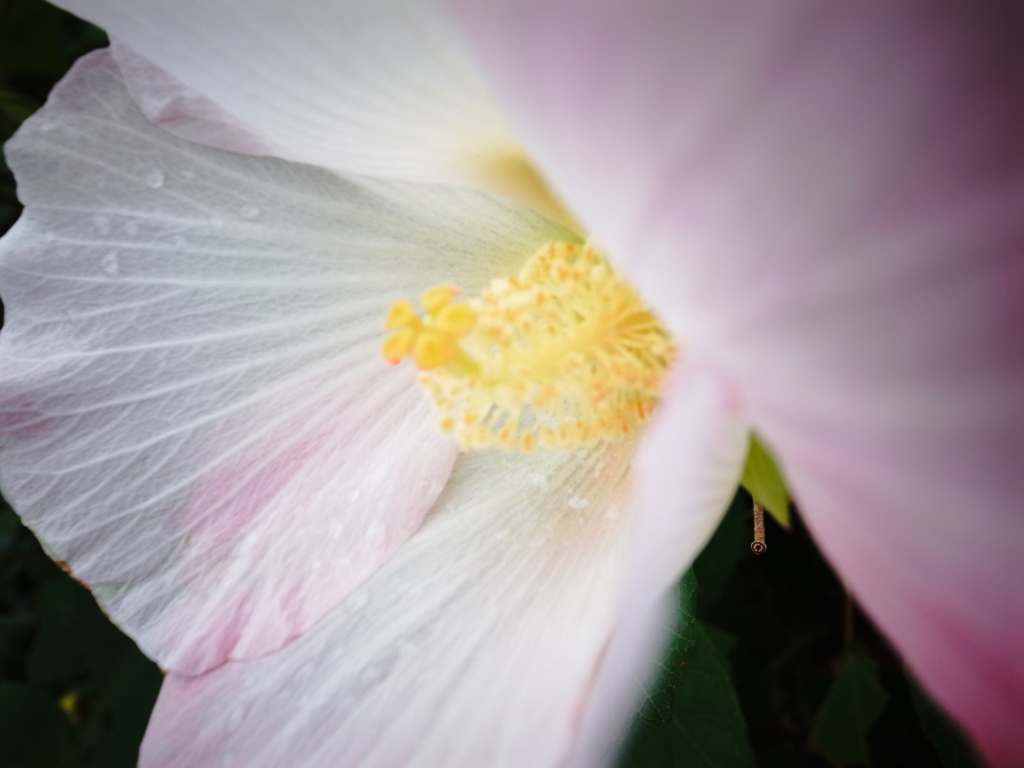 花アップ( ^)o(^ )