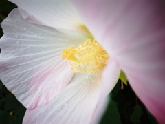 花アップ( ^)o(^ )