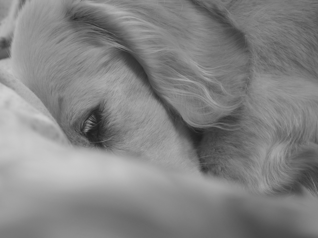 good night 