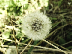 tanpopo