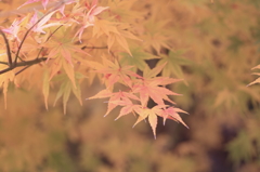 もみじ