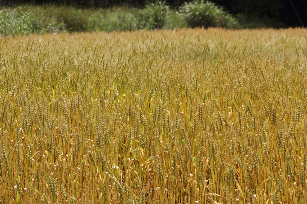 wheat2