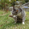 猫４