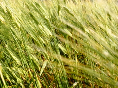 green wheat