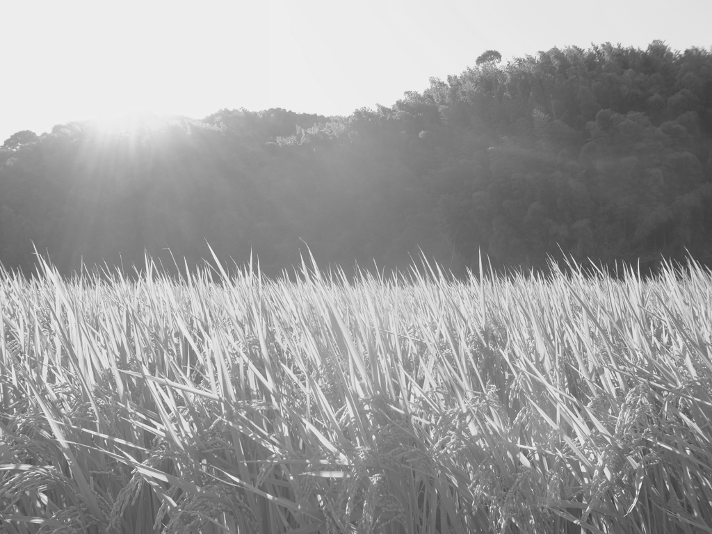 rice field