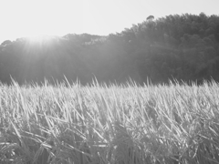 rice field