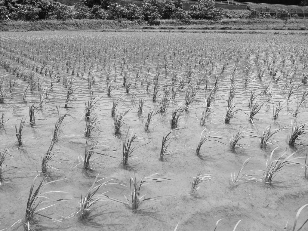 rice field1