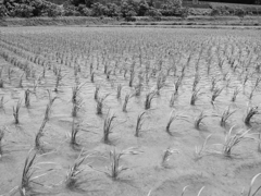 rice field1