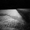 harvest 2