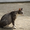 猫１