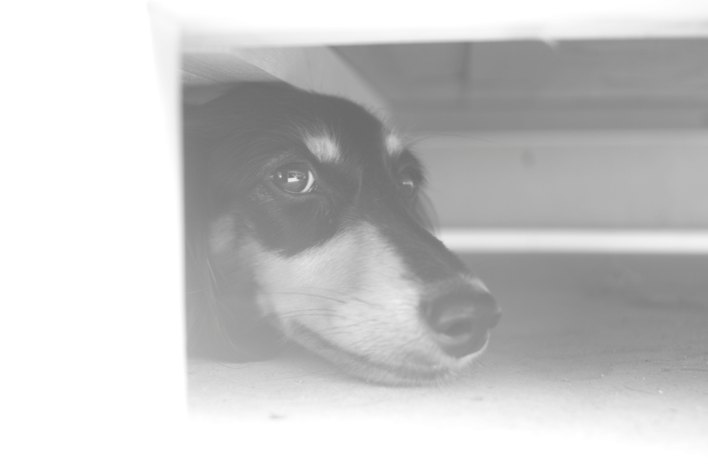 cookie