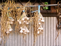 つるされたgarlic