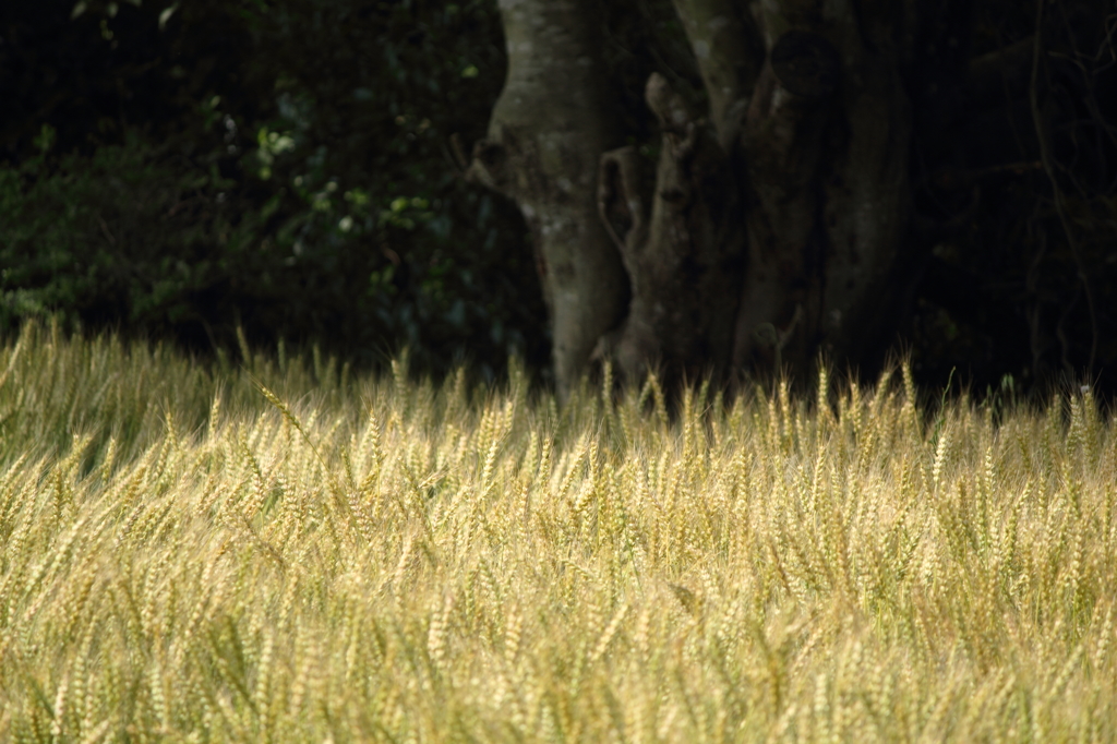 wheat4