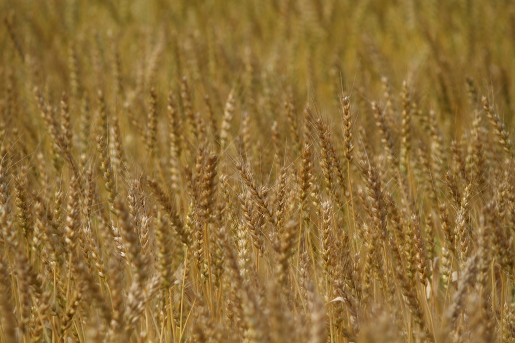 wheat3