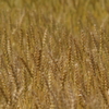 wheat3