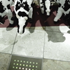 cowの逆襲