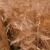 wheat 1