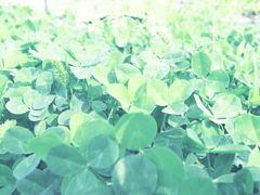 grass