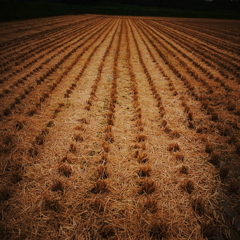 harvest 1