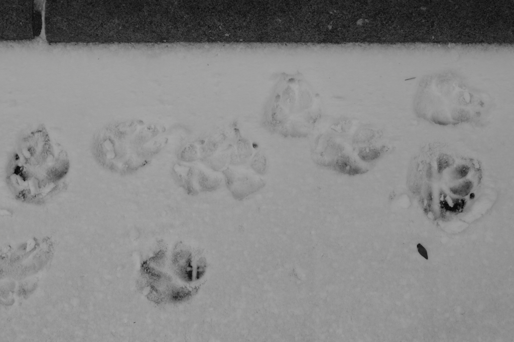 雪の日